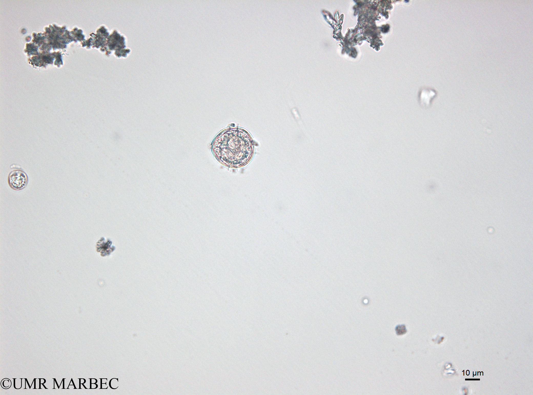 phyto/Bizerte/bizerte_bay/RISCO April 2014/Protoperidinium pellucidum (old Proto sp19-141218_001_ovl-5)(copy).jpg